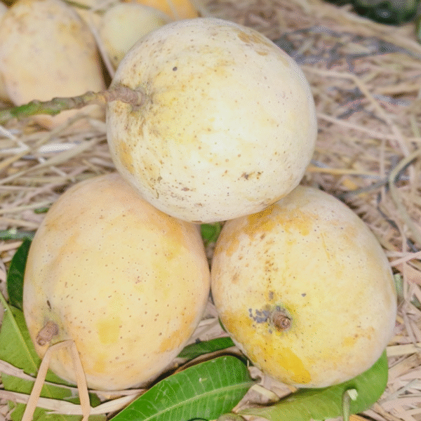 ফজলি আম - Image 1