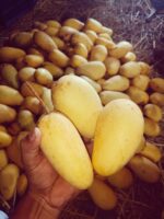 কাটিমন আম (12 কেজি) - Image 3